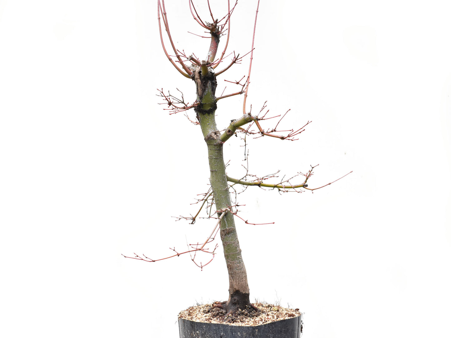 ARCEJAPONES (Acer palmatum)