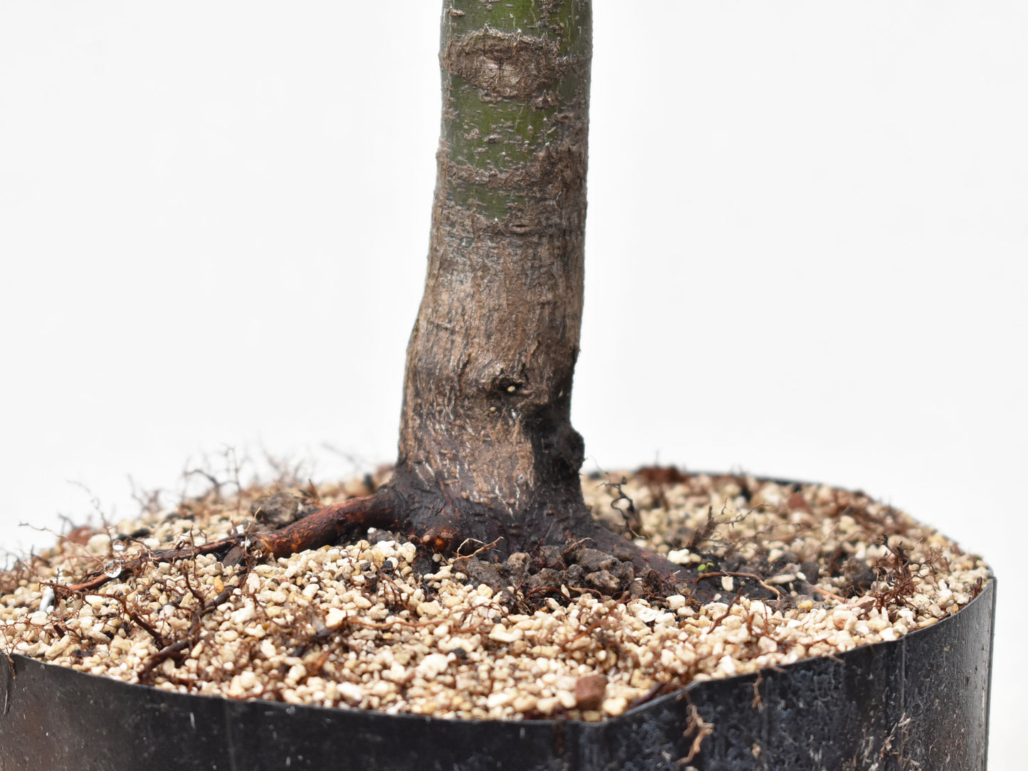 ARCEJAPONES (Acer palmatum)