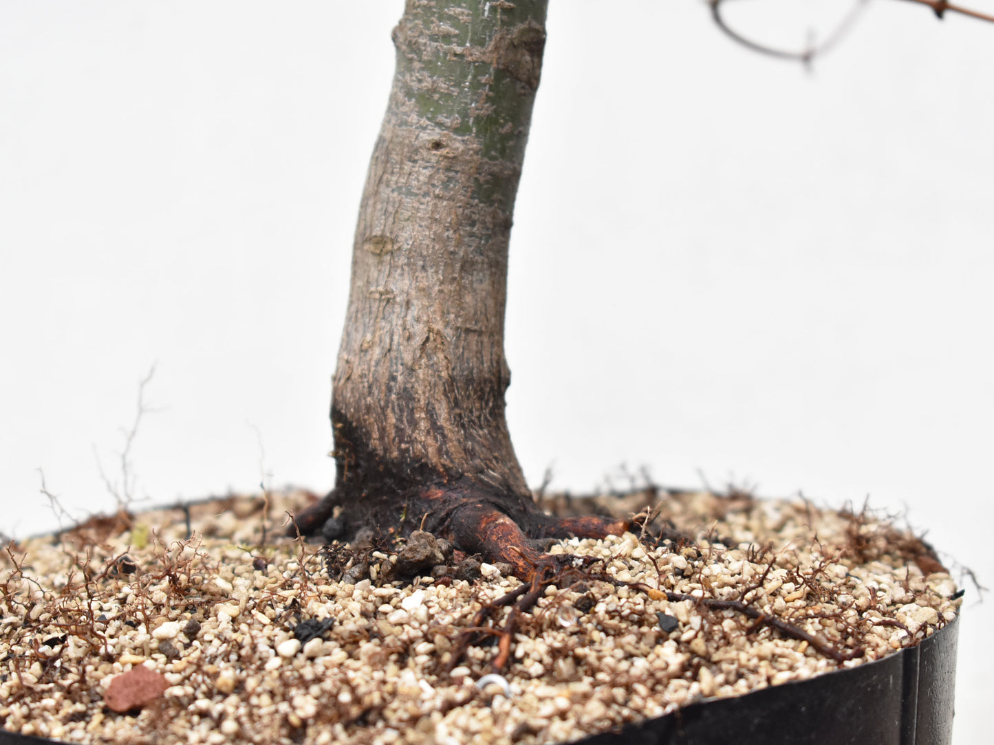 ARCEJAPONES (Acer palmatum)