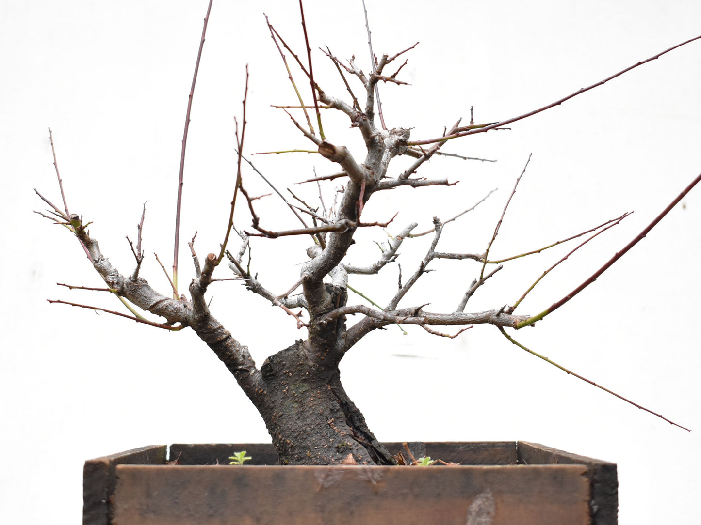 ENDRINO (Prunus Spinosa)
