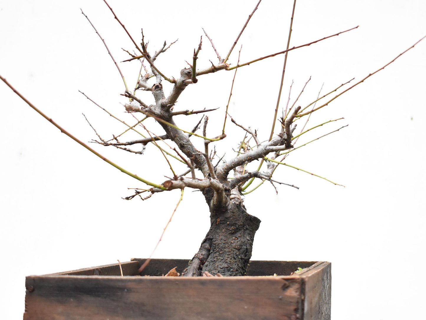 ENDRINO (Prunus Spinosa)