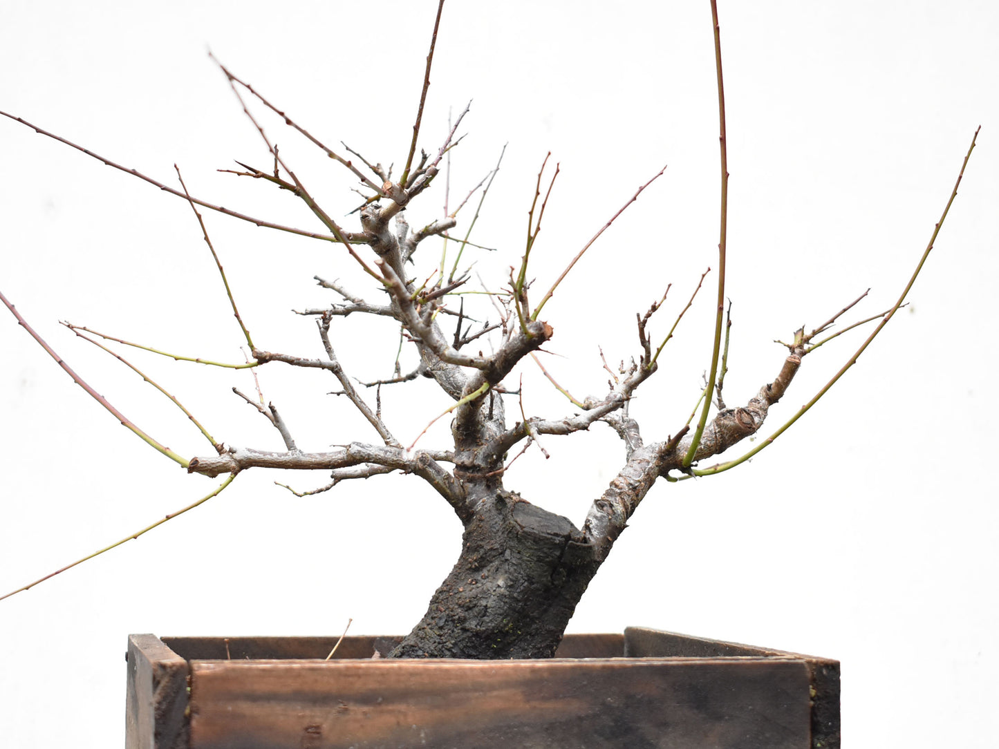 ENDRINO (Prunus Spinosa)