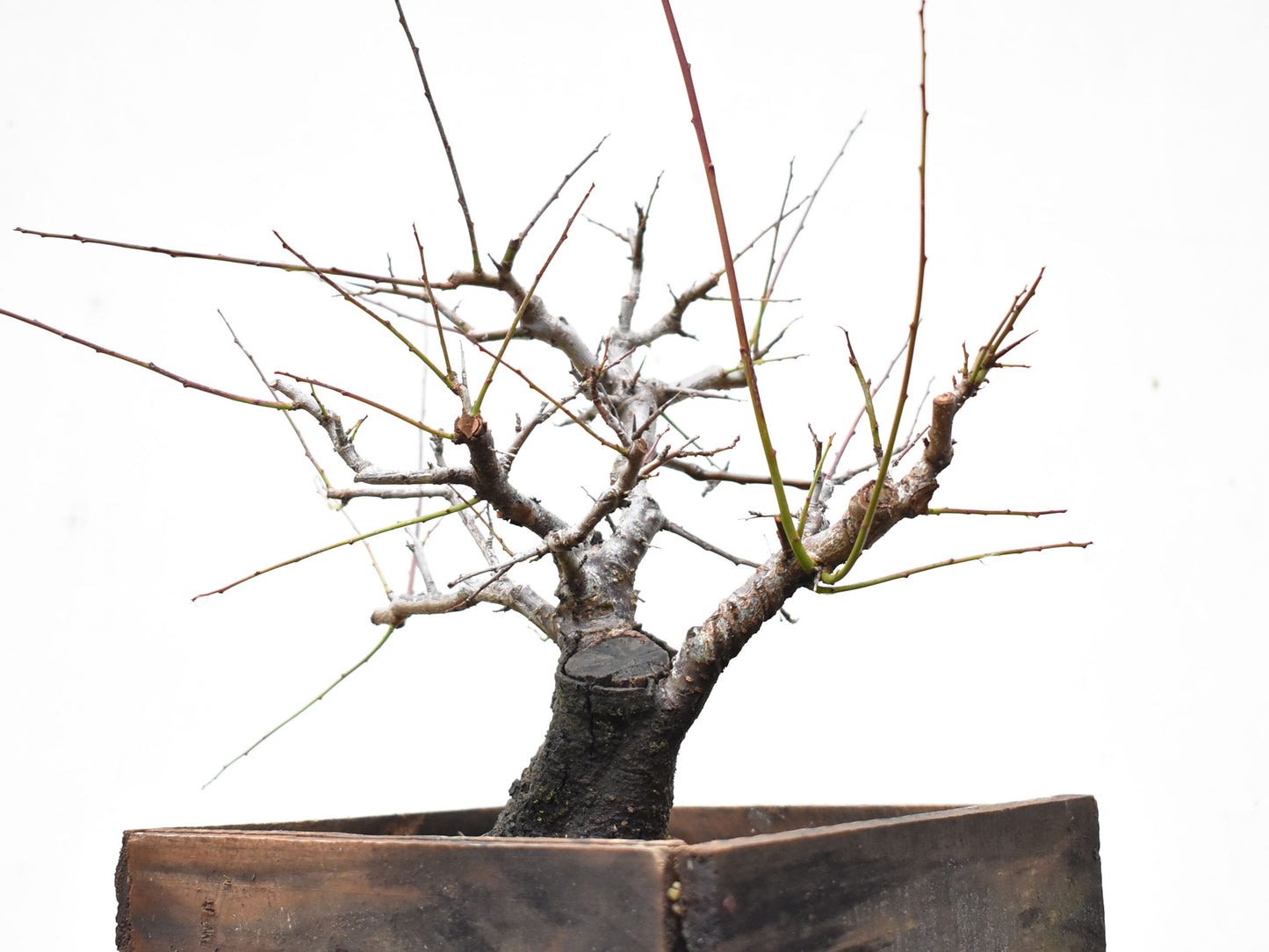 ENDRINO (Prunus Spinosa)