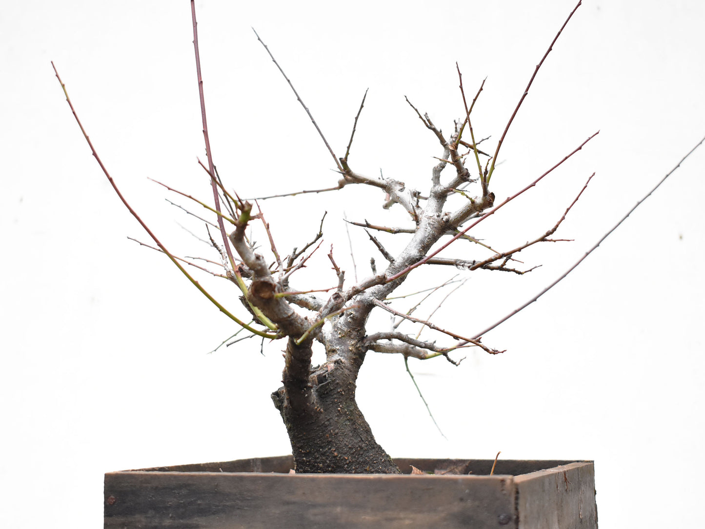ENDRINO (Prunus Spinosa)