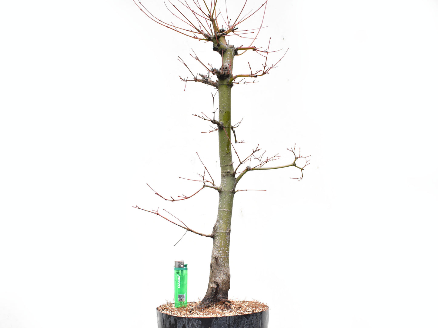 ARCE JAPONES (Acer Palmatum)
