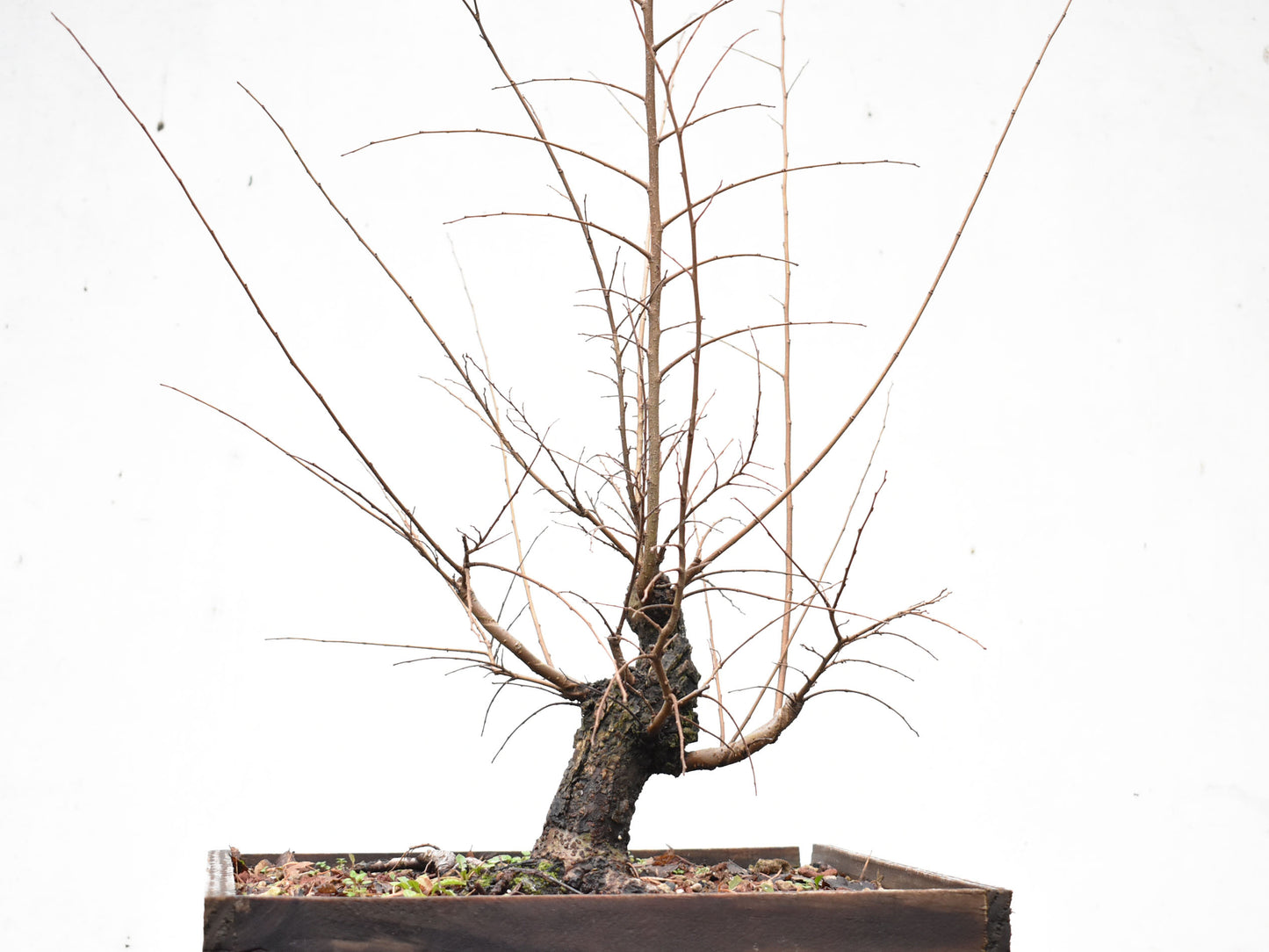 OLMO CHINO (Ulmus Parvifolia)