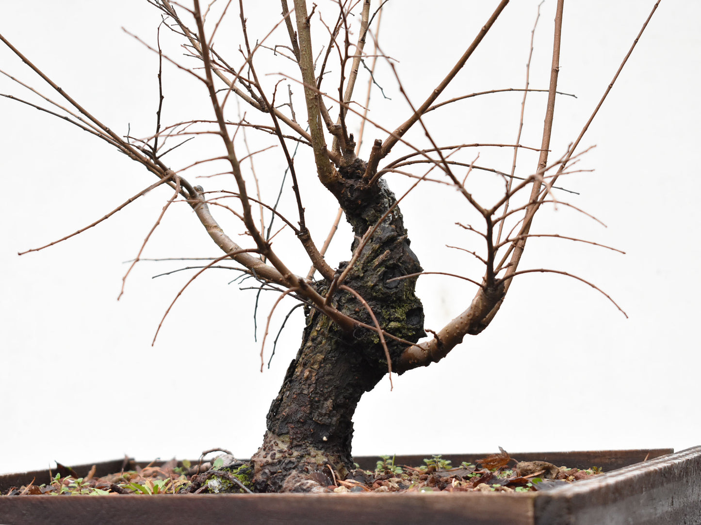 OLMO CHINO (Ulmus Parvifolia)