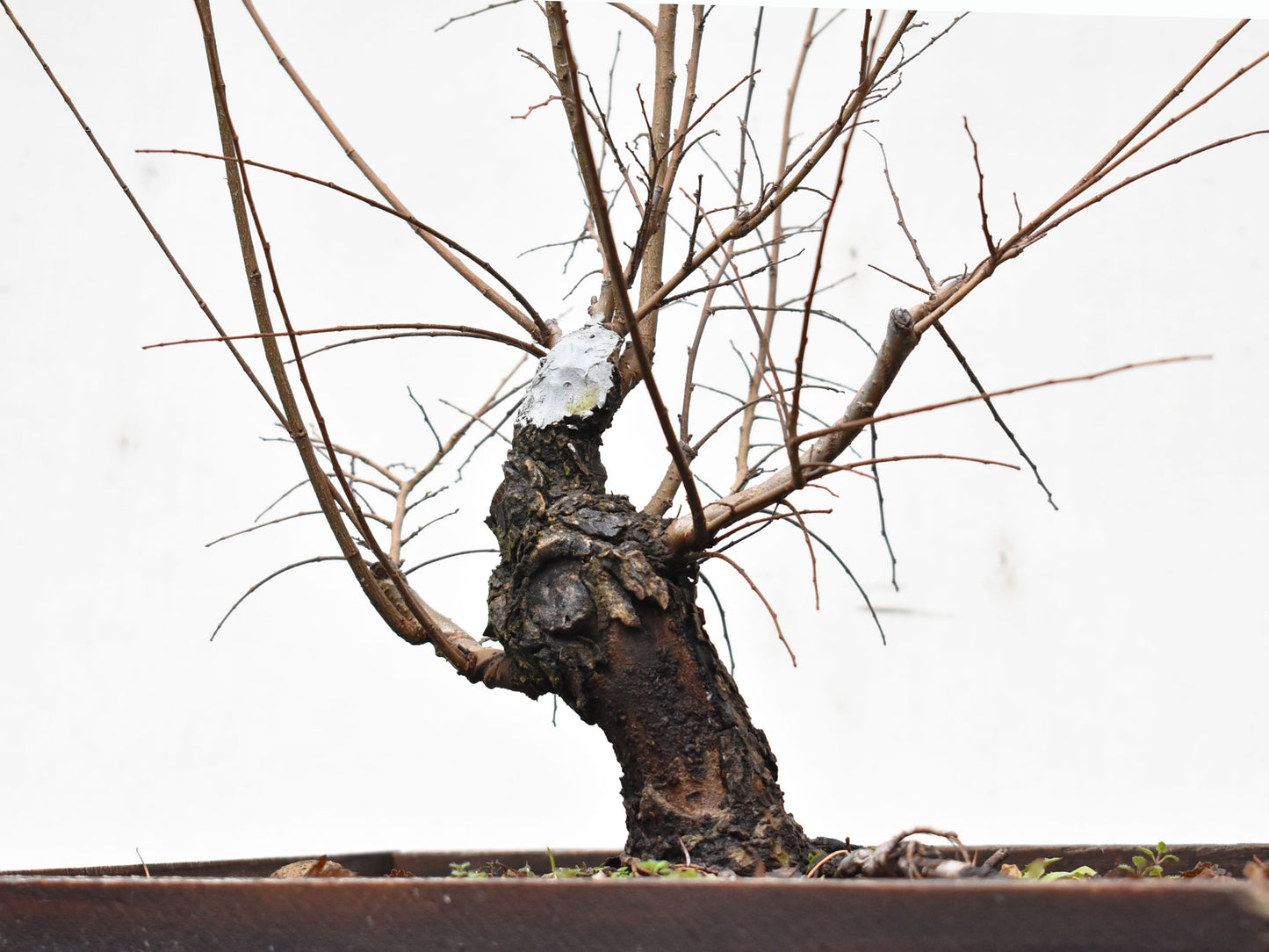 OLMO CHINO (Ulmus Parvifolia)