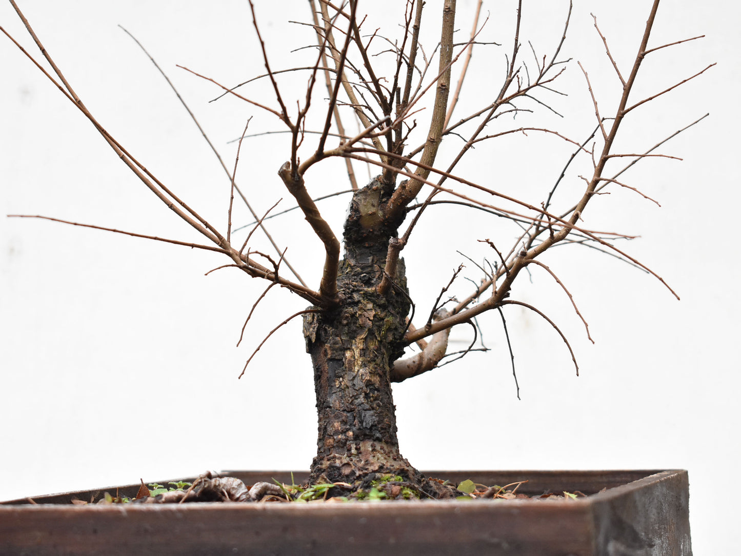 OLMO CHINO (Ulmus Parvifolia)