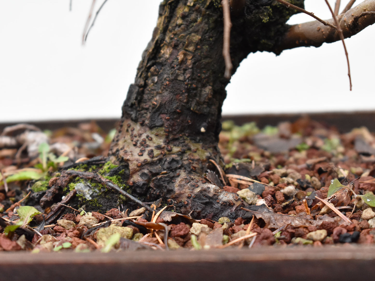 OLMO CHINO (Ulmus Parvifolia)
