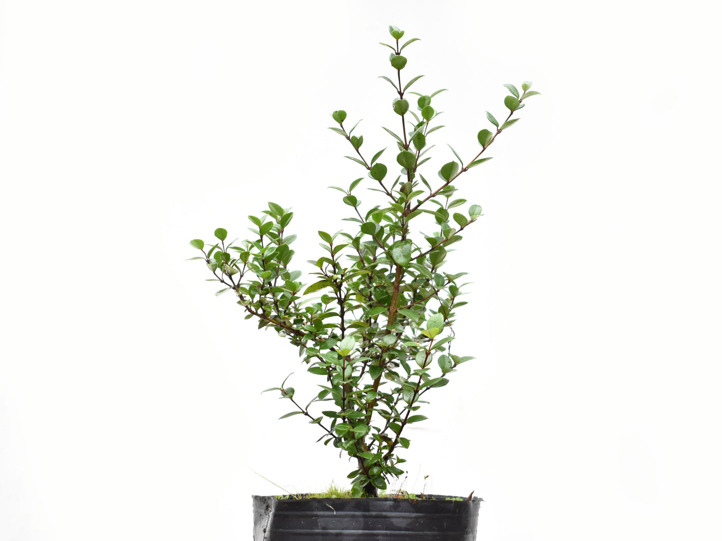 ARRAYAN (Luma Apiculata)