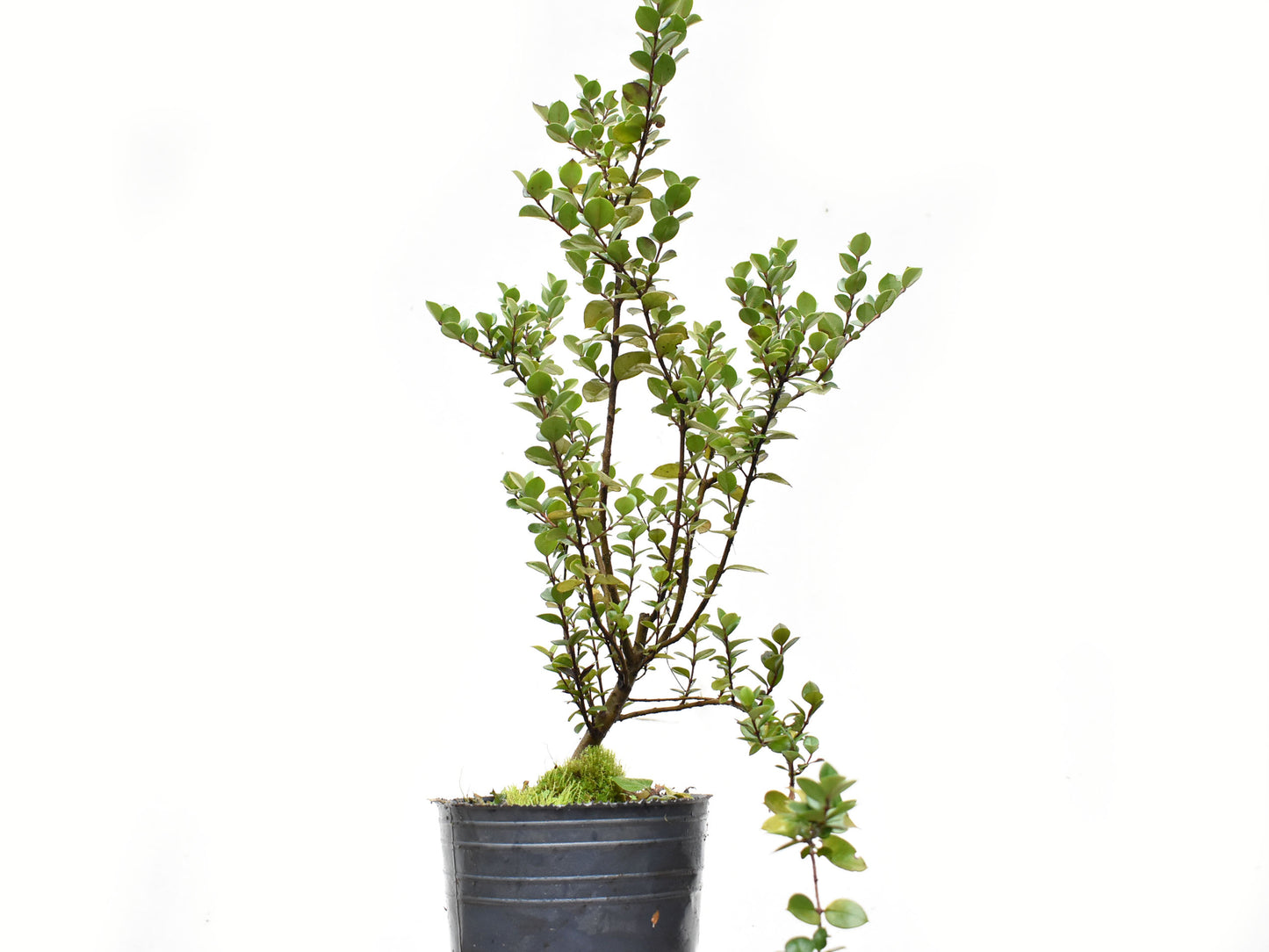 ARRAYAN (Luma Apiculata)