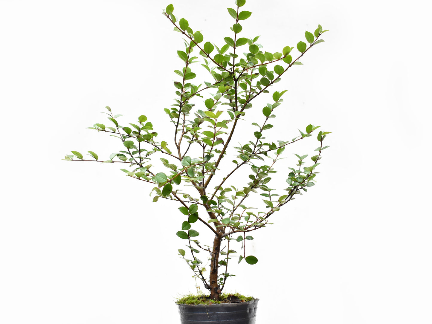 ARRAYAN (Luma Apiculata)