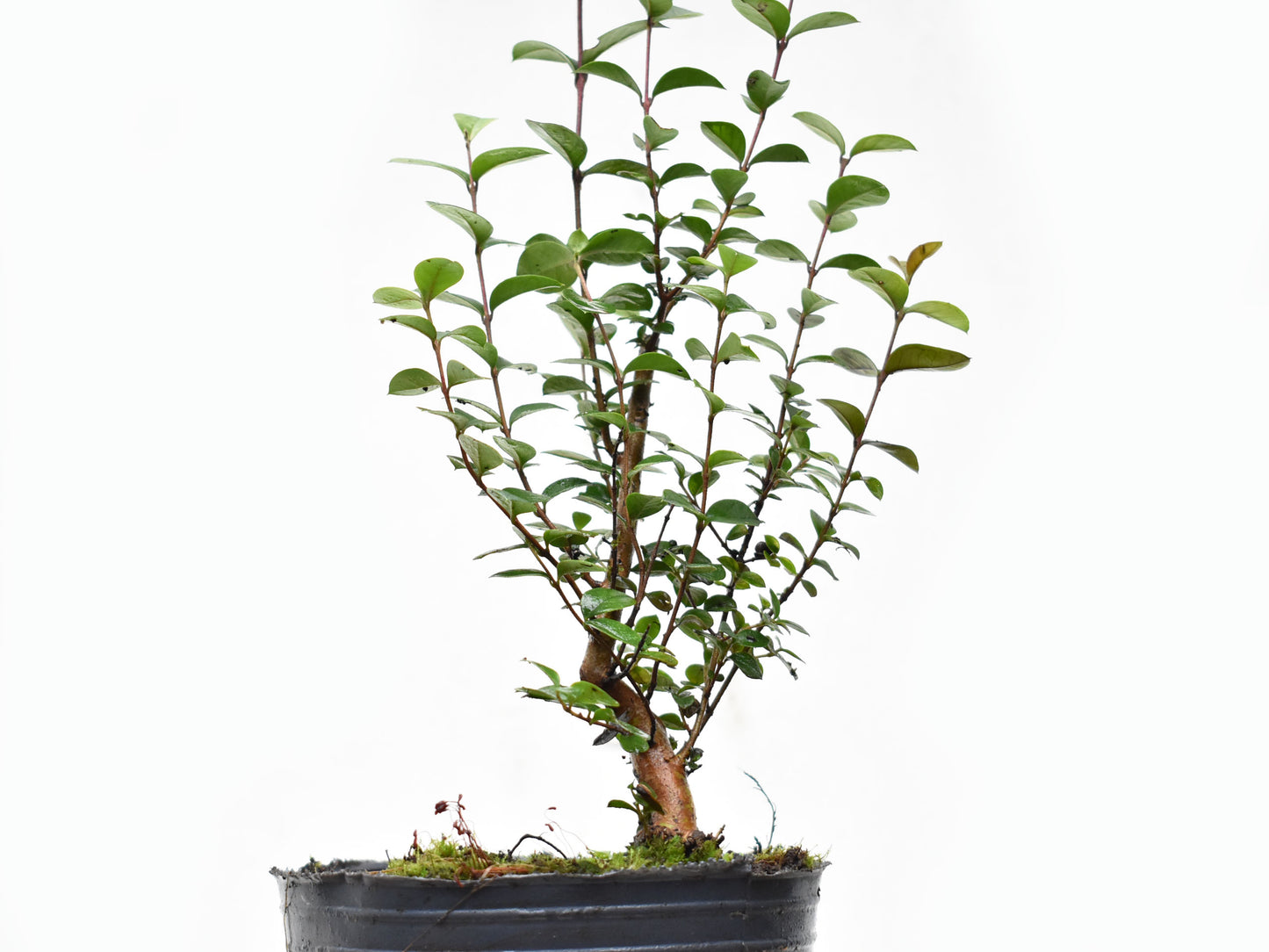 ARRAYAN (Luma Apiculata)