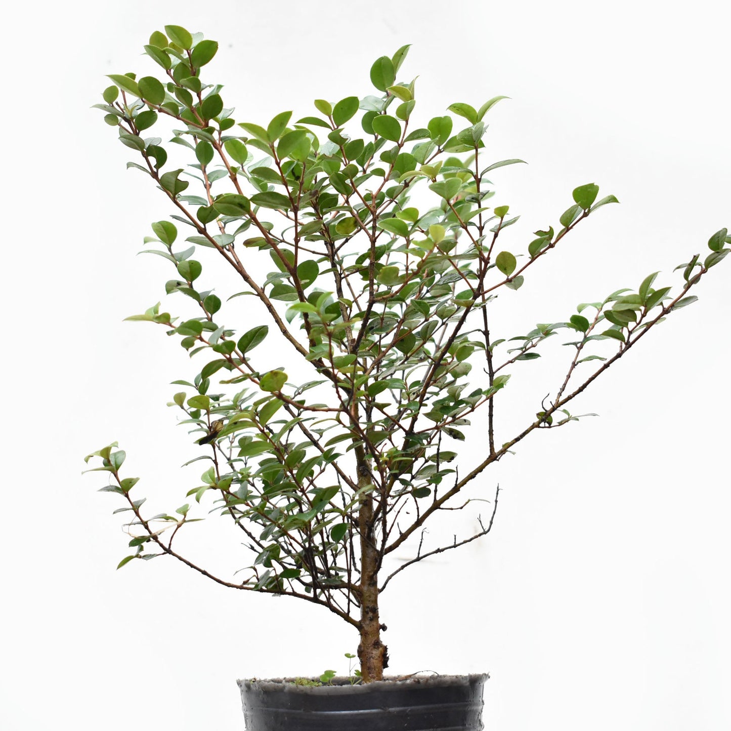 ARRAYAN (Luma Apiculata)