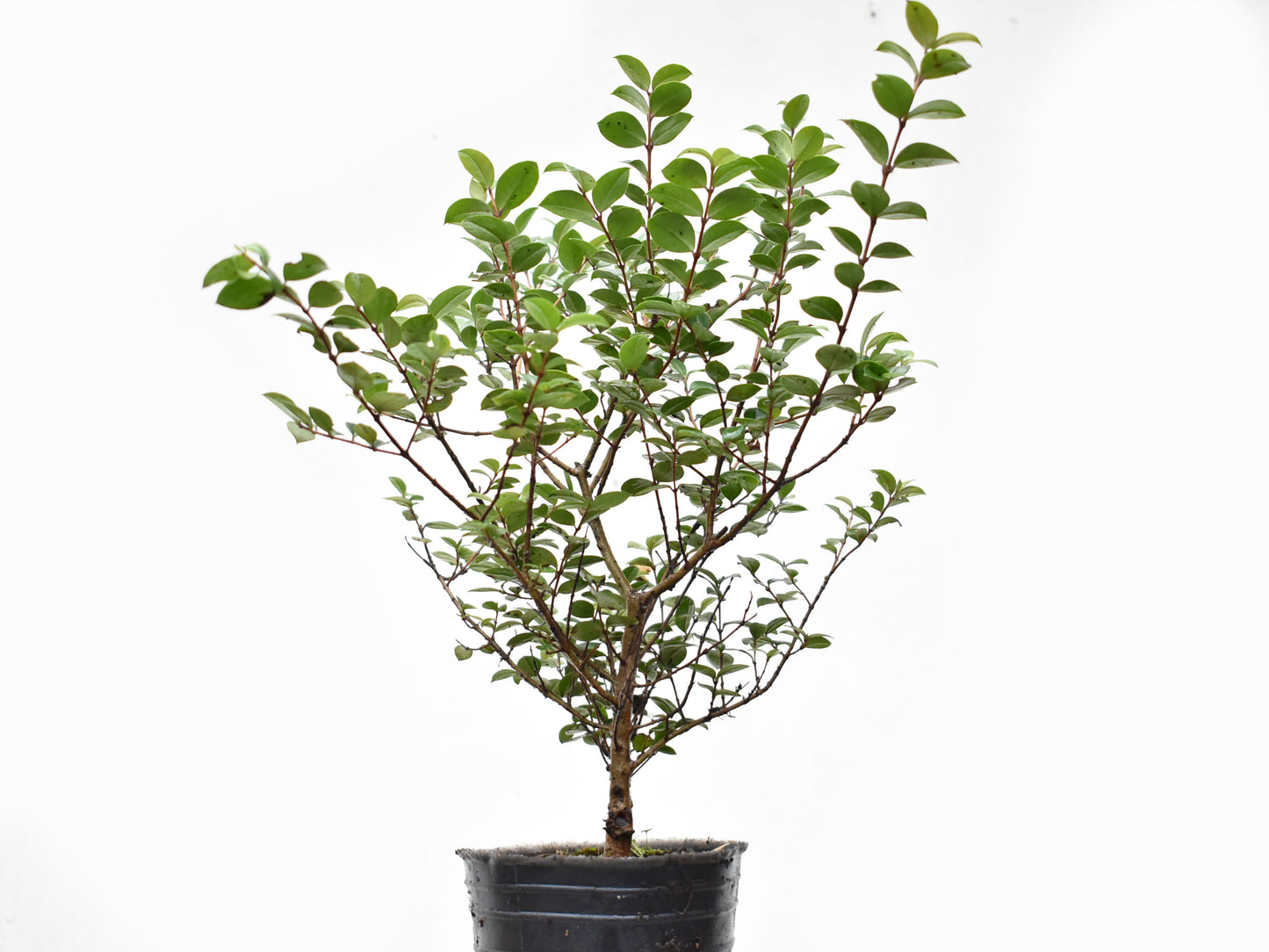 ARRAYAN (Luma Apiculata)