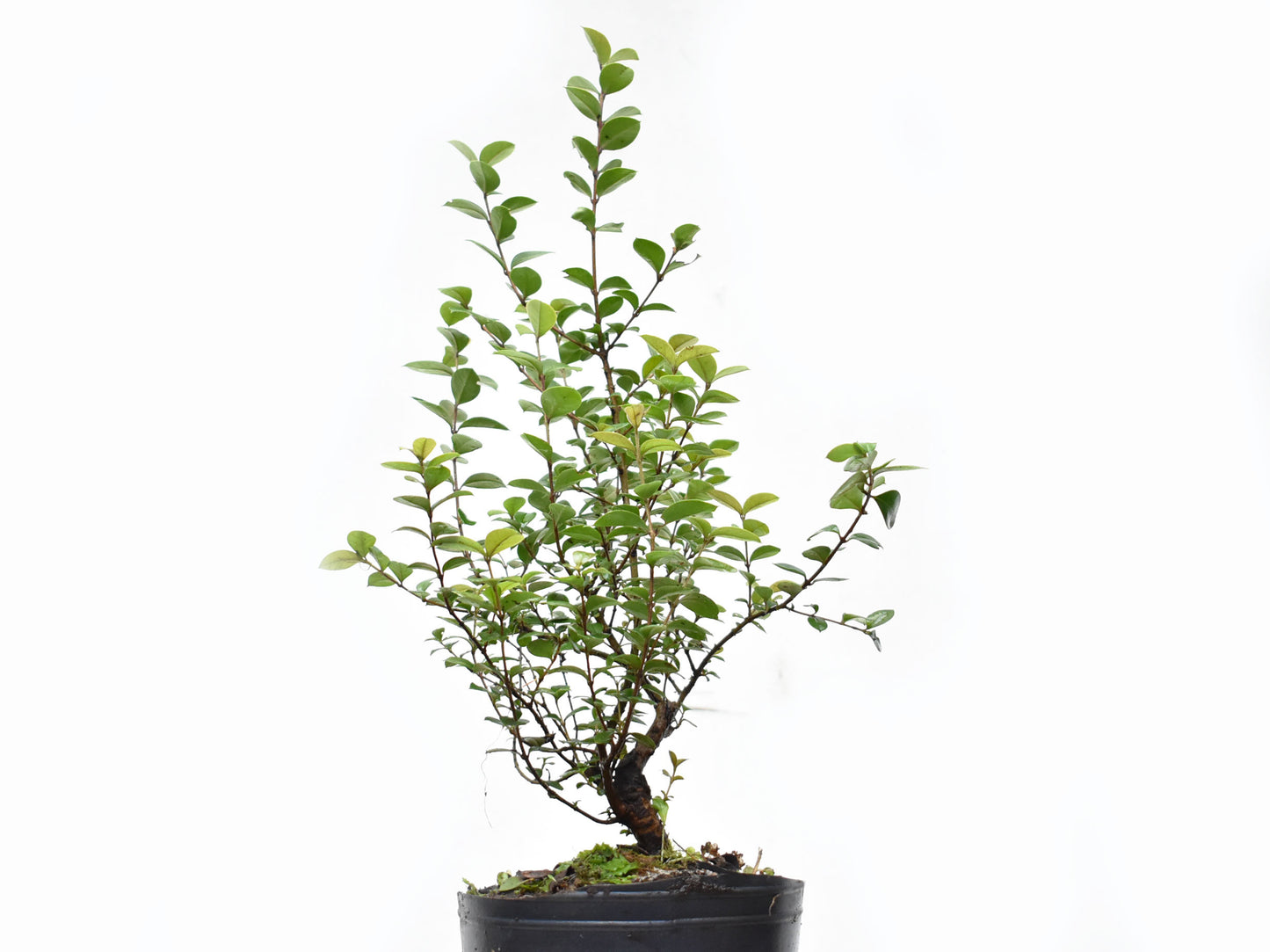 ARRAYAN (Luma Apiculata)