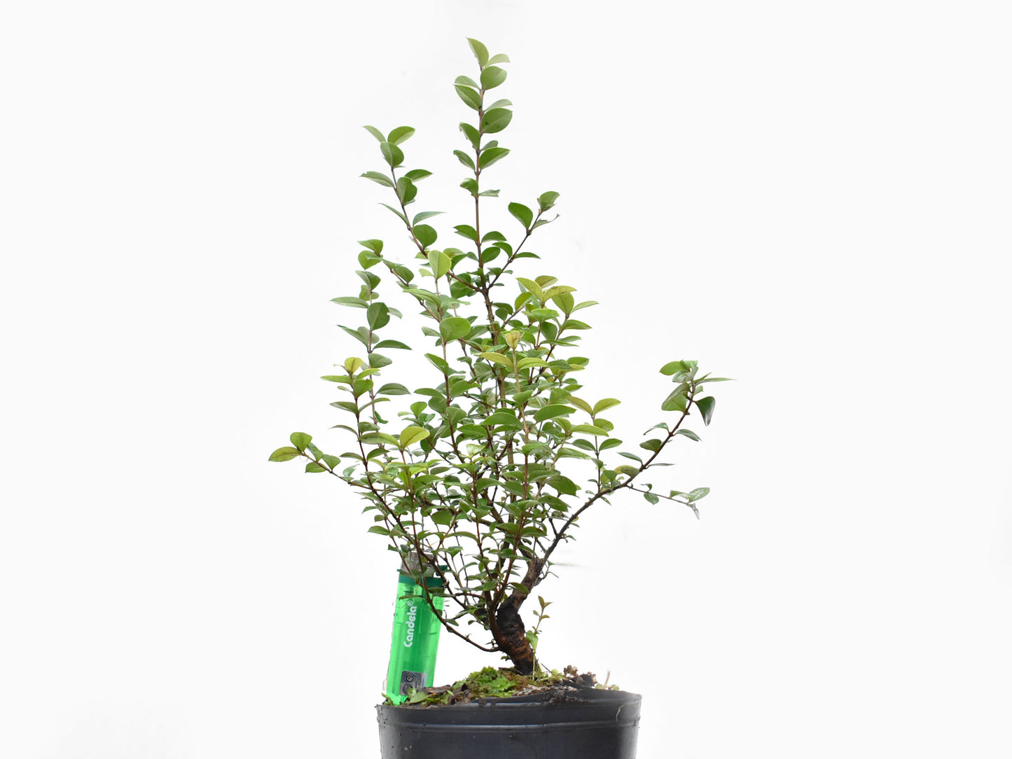 ARRAYAN (Luma Apiculata)