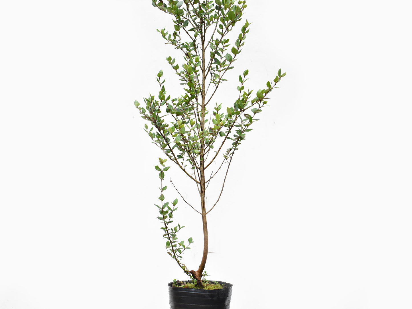 ARRAYAN (Luma Apiculata)