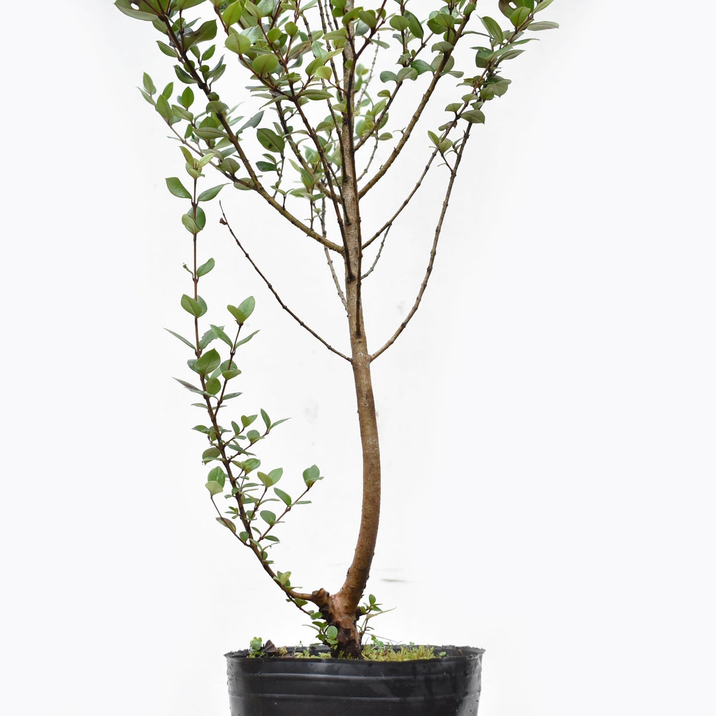 ARRAYAN (Luma Apiculata)