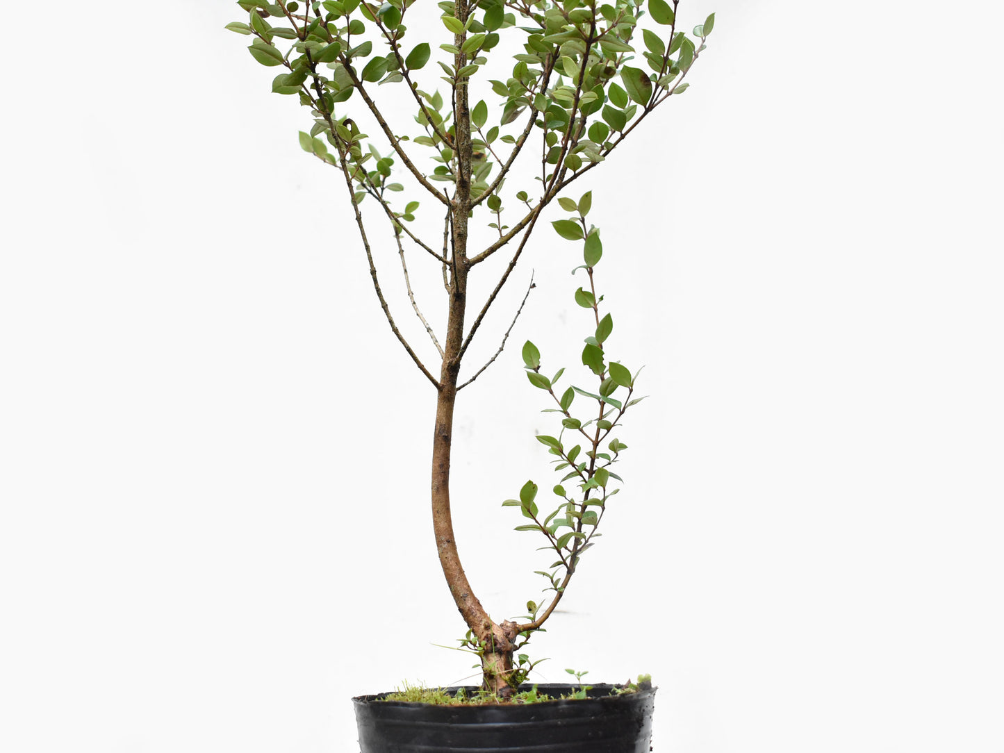 ARRAYAN (Luma Apiculata)