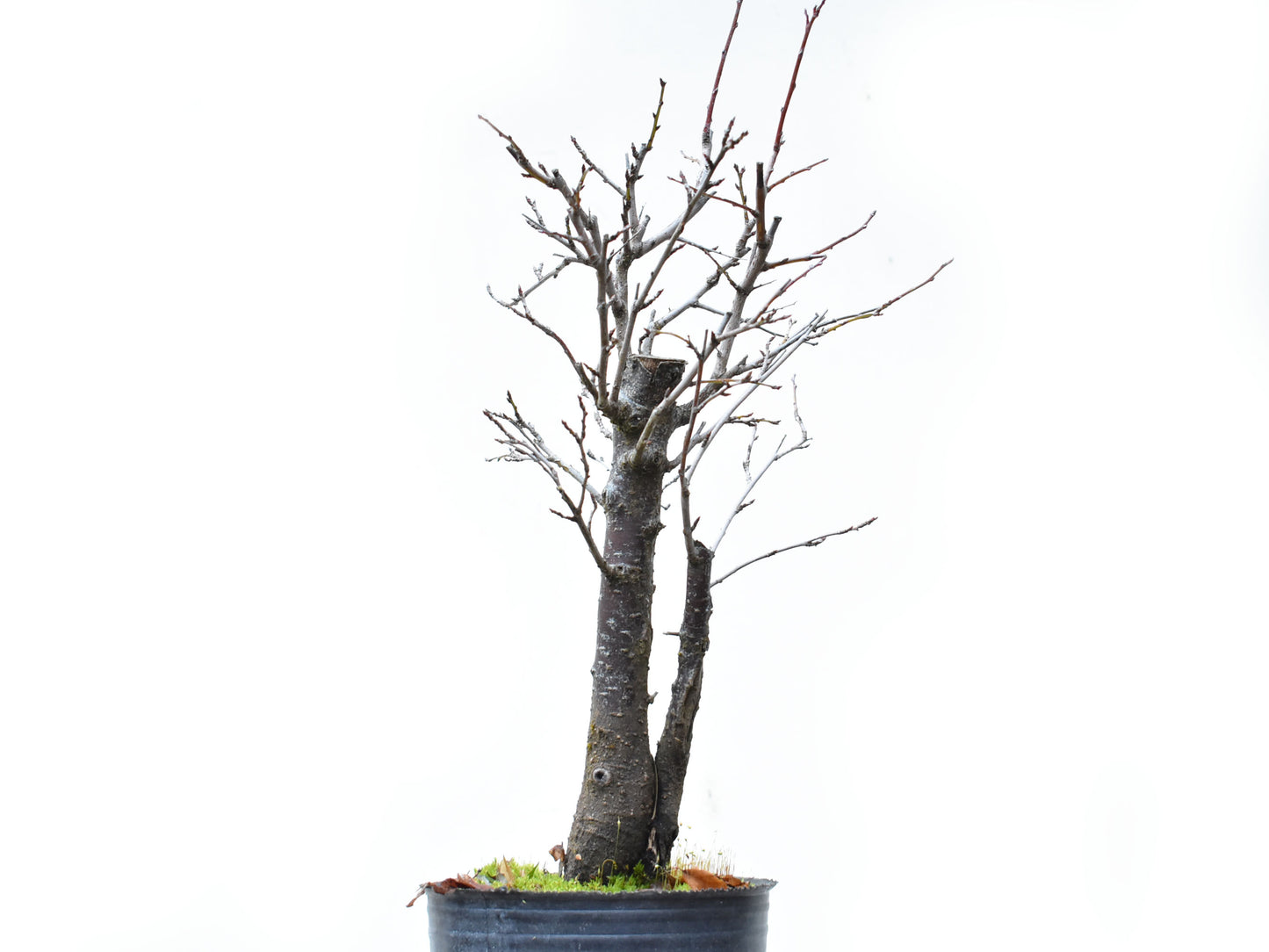 ENDRINO (Prunus Spinosa)
