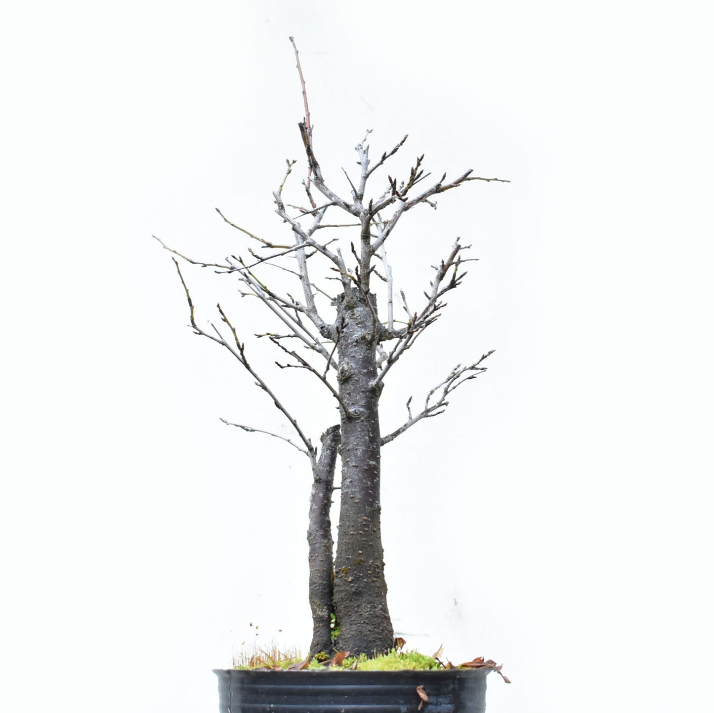 ENDRINO (Prunus Spinosa)