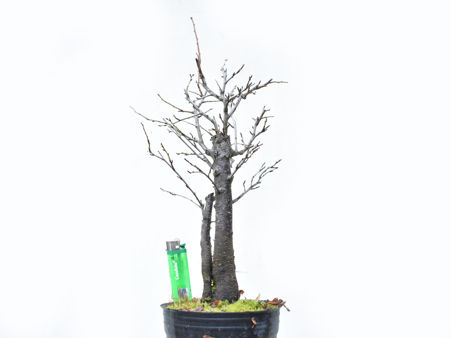 ENDRINO (Prunus Spinosa)