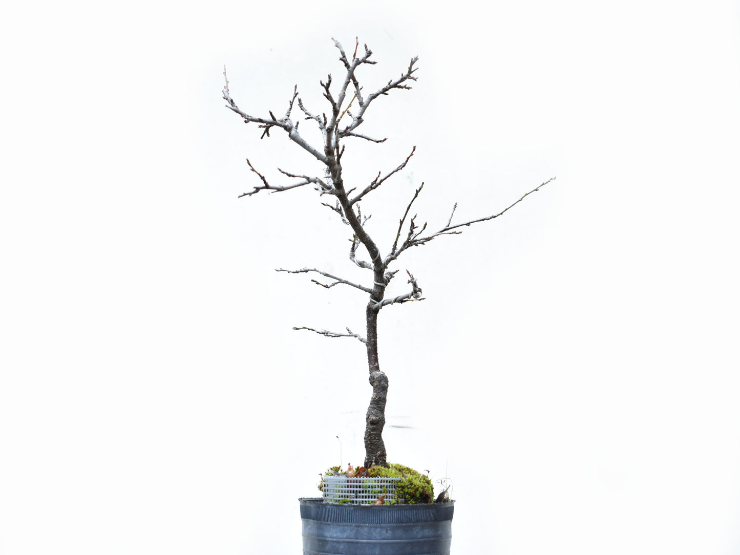 ENDRINO (Prunus Spinosa)