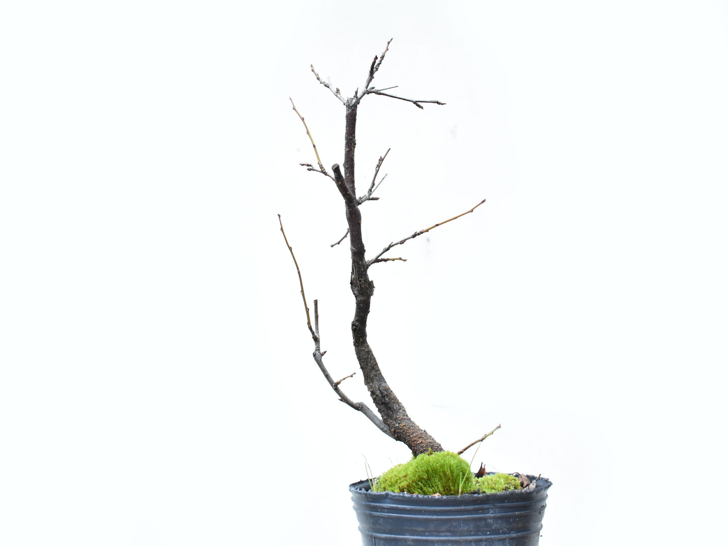 ENDRINO (Prunus Spinosa)
