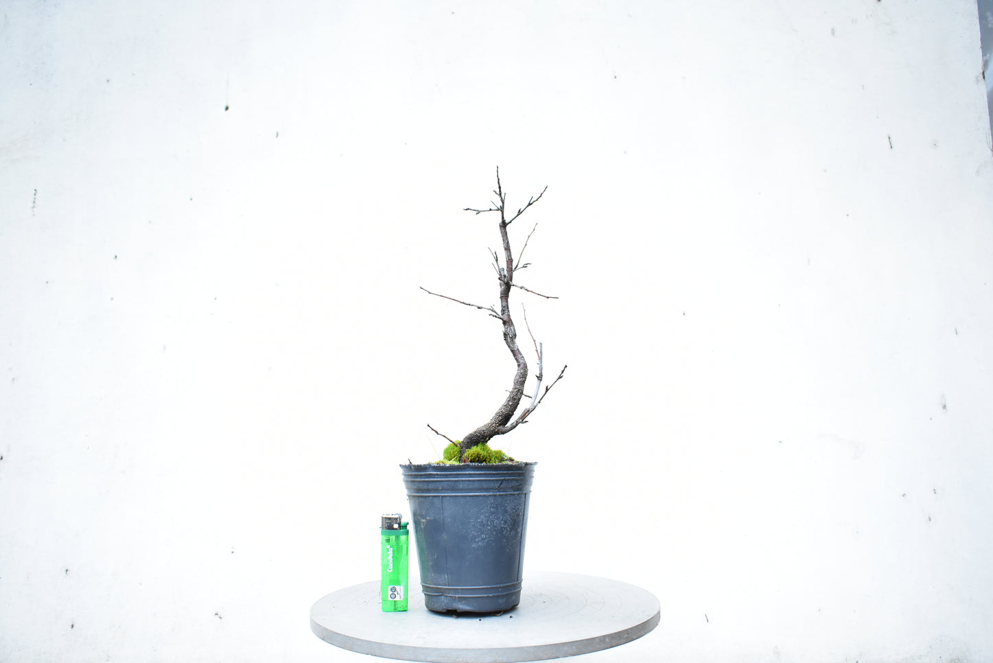 ENDRINO (Prunus Spinosa)