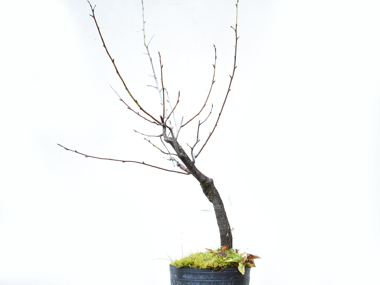 ENDRINO (Prunus Spinosa)