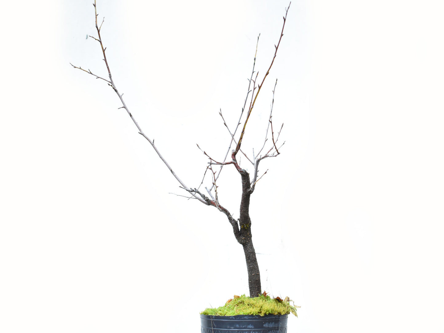 ENDRINO (Prunus Spinosa)