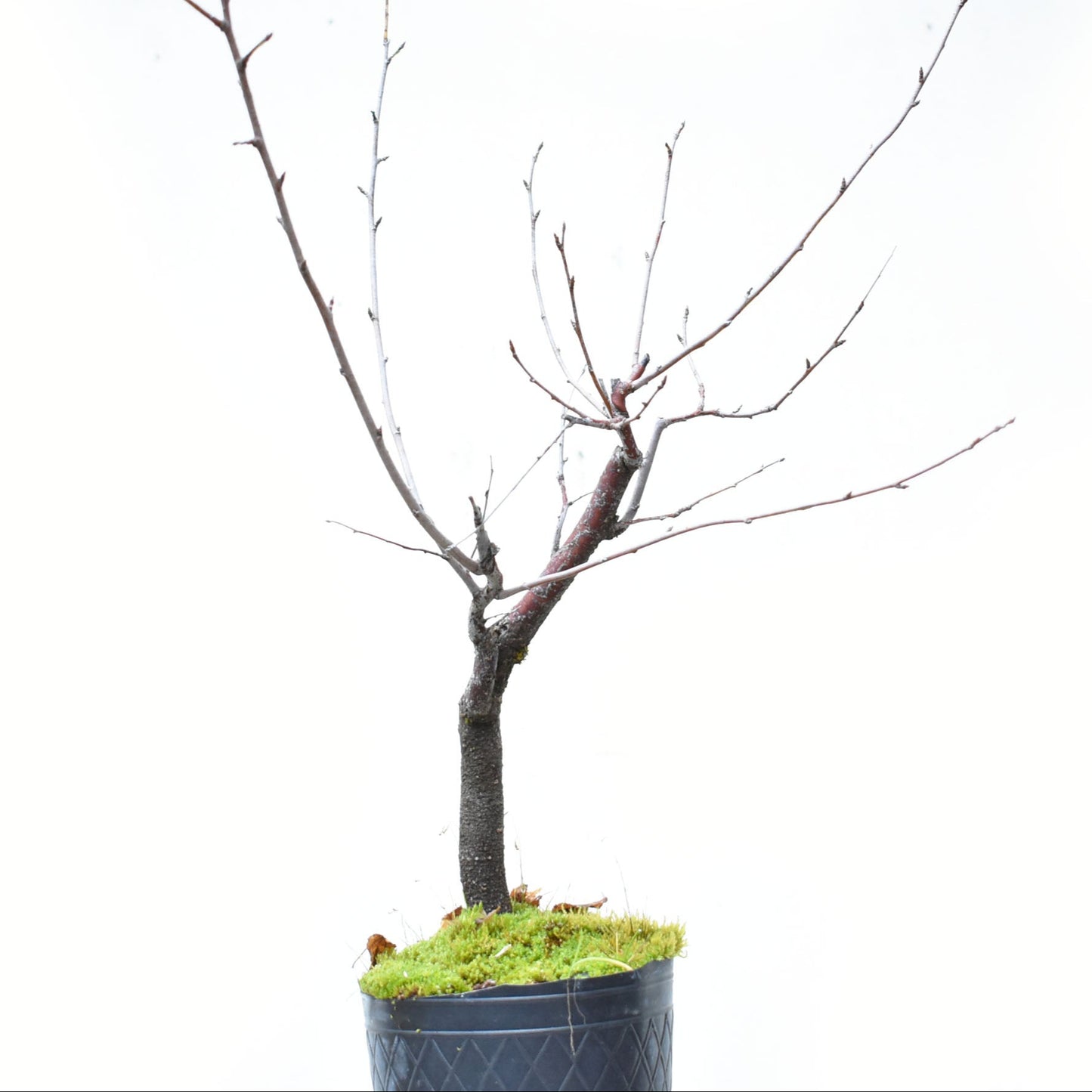 ENDRINO (Prunus Spinosa)