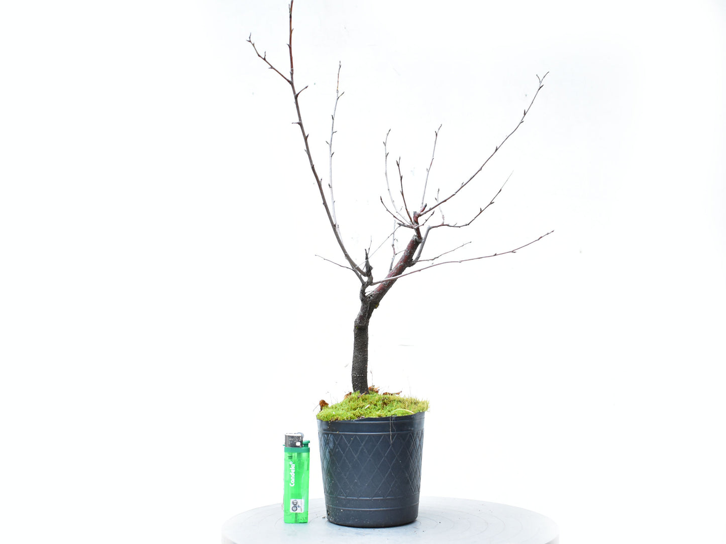 ENDRINO (Prunus Spinosa)