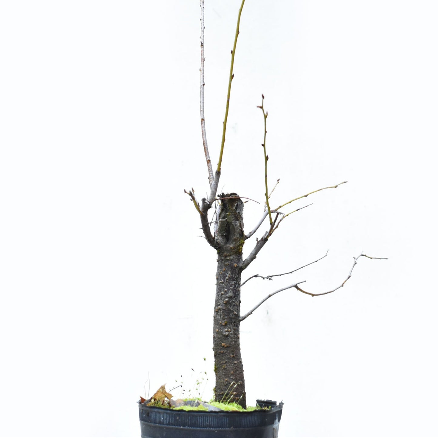ENDRINO (Prunus Spinosa)