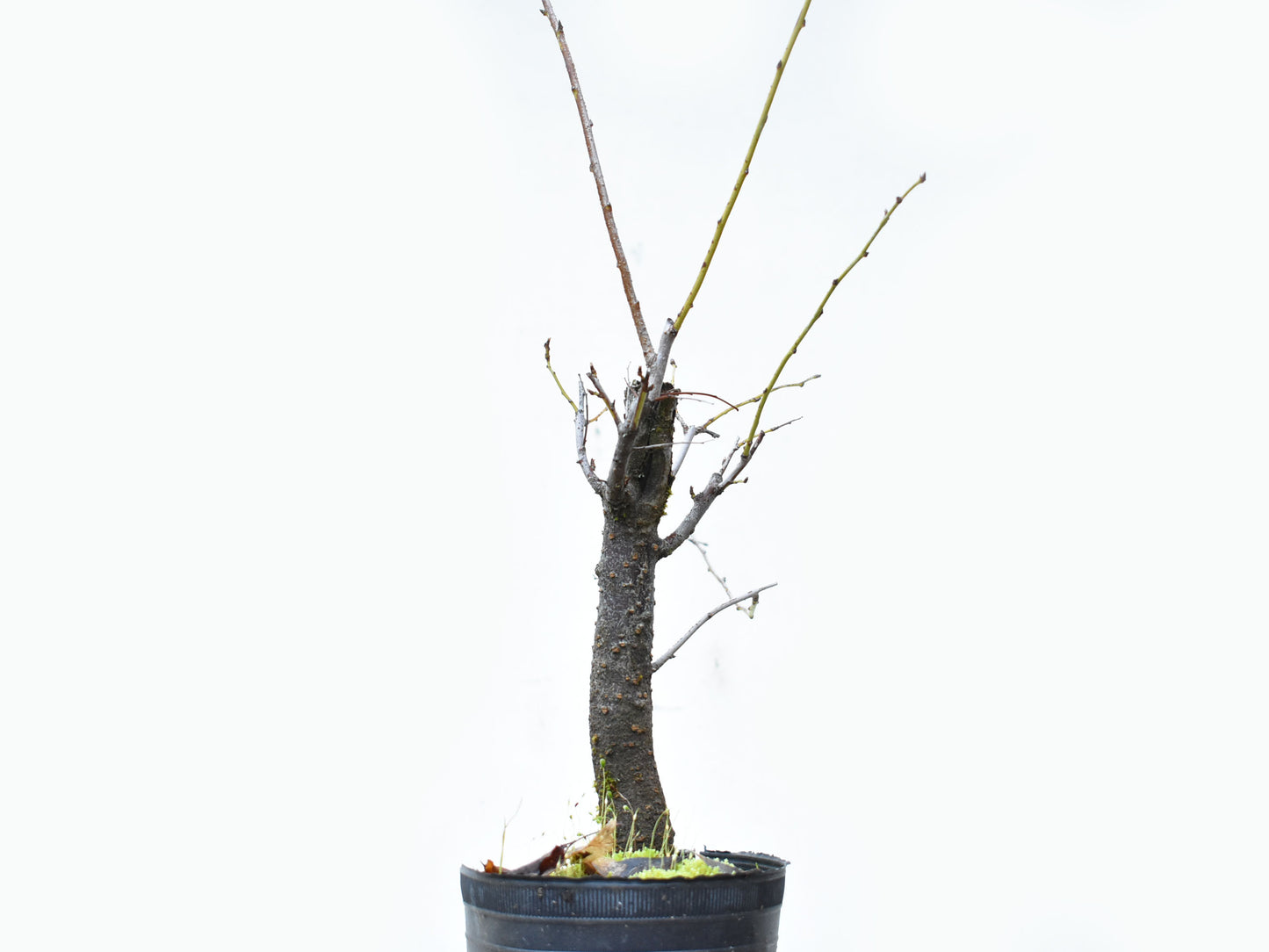 ENDRINO (Prunus Spinosa)