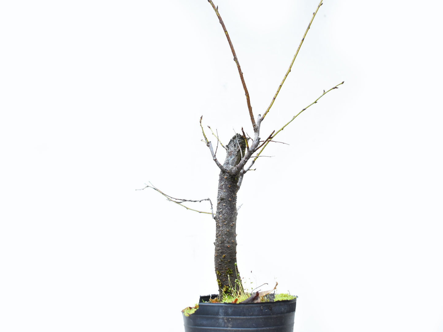 ENDRINO (Prunus Spinosa)