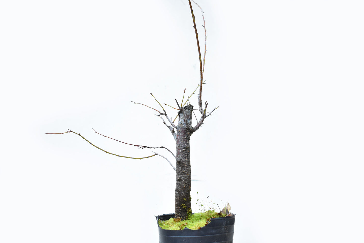 ENDRINO (Prunus Spinosa)