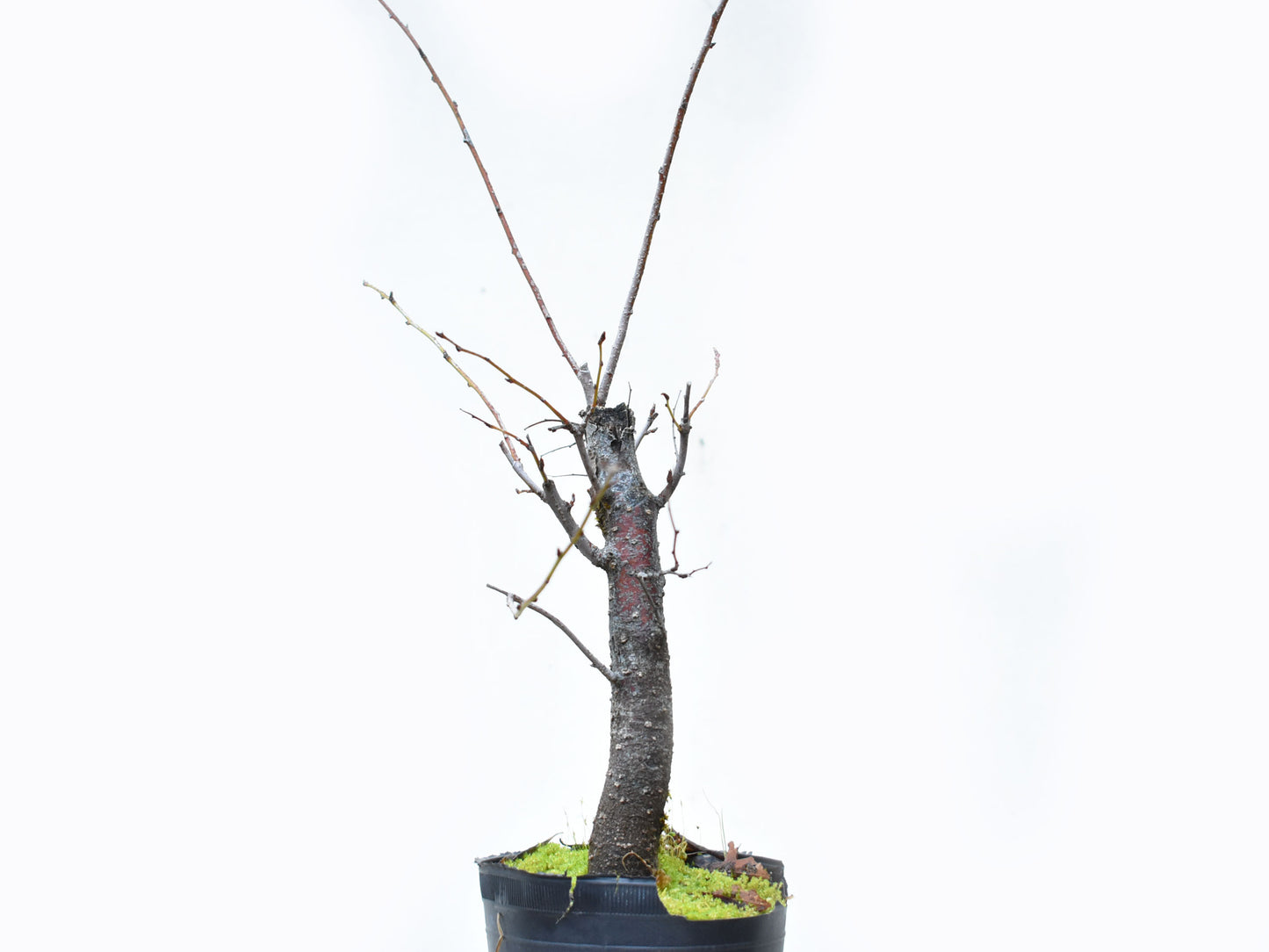 ENDRINO (Prunus Spinosa)