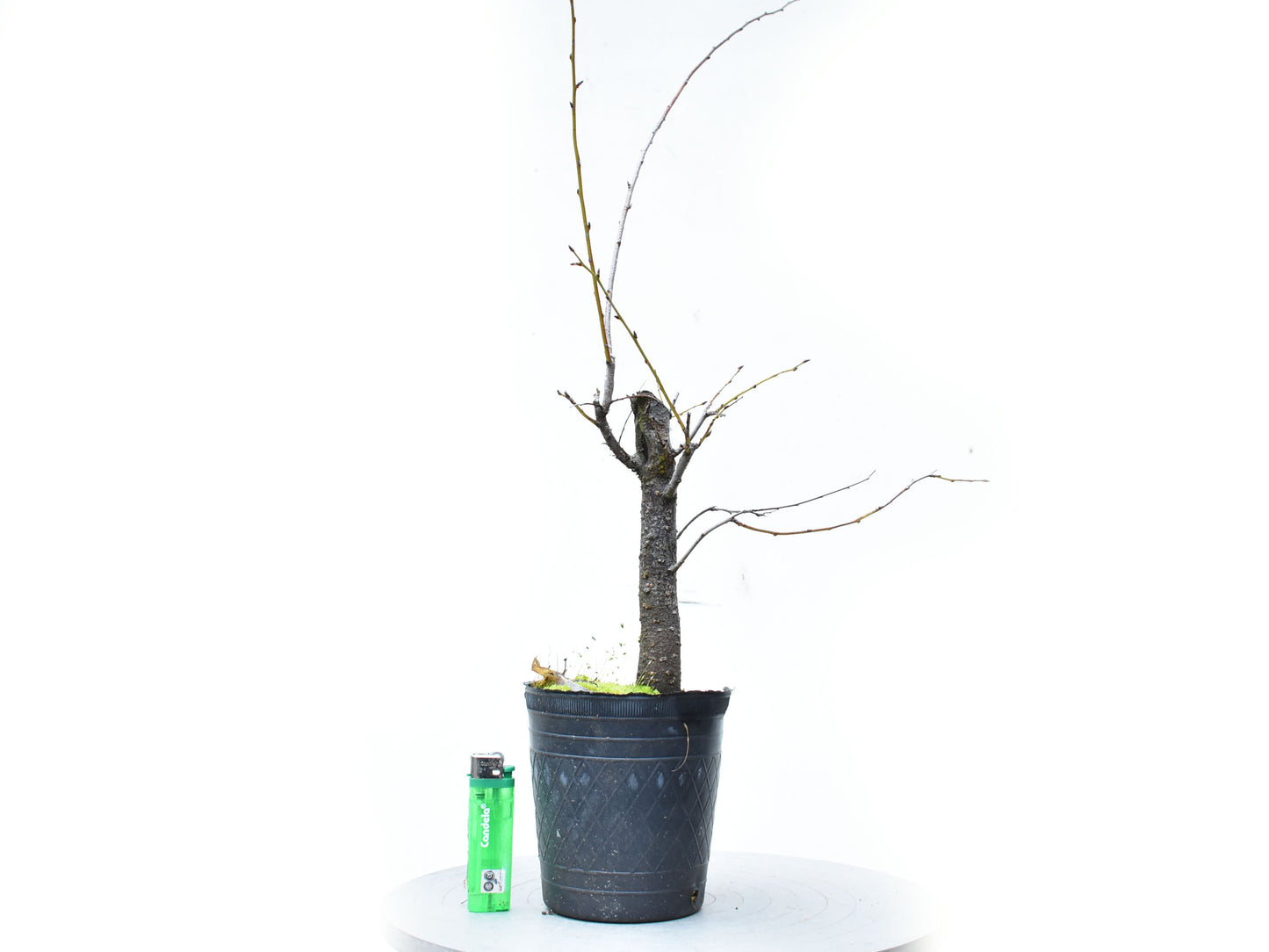 ENDRINO (Prunus Spinosa)