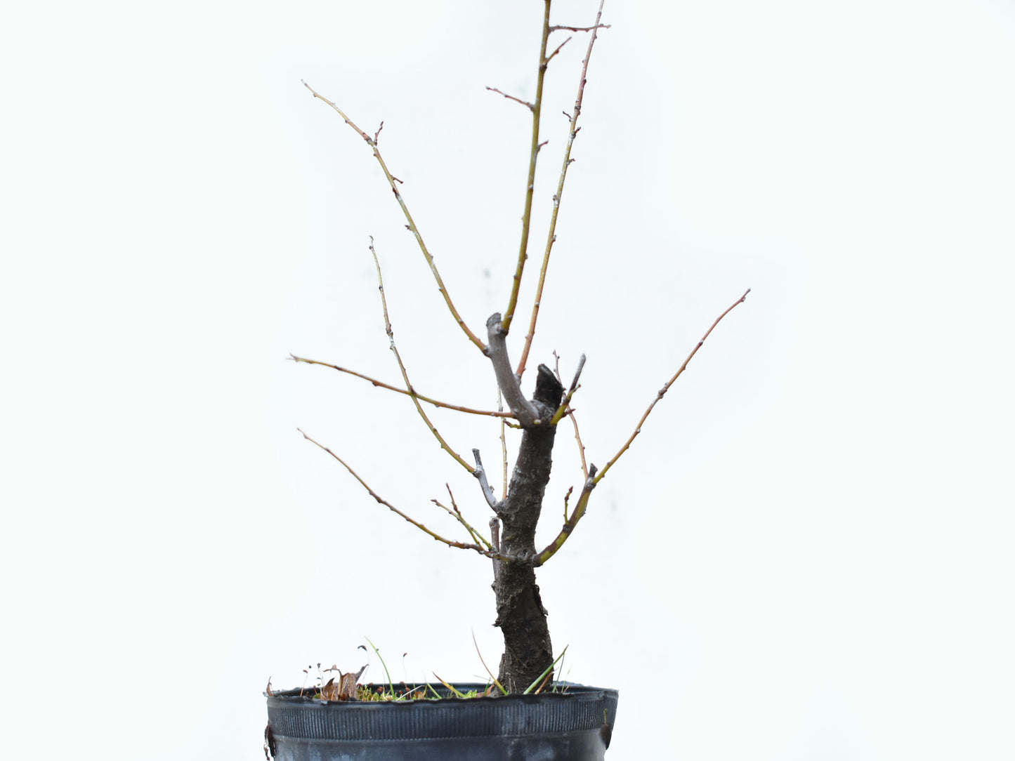 ENDRINO (Prunus Spinosa)