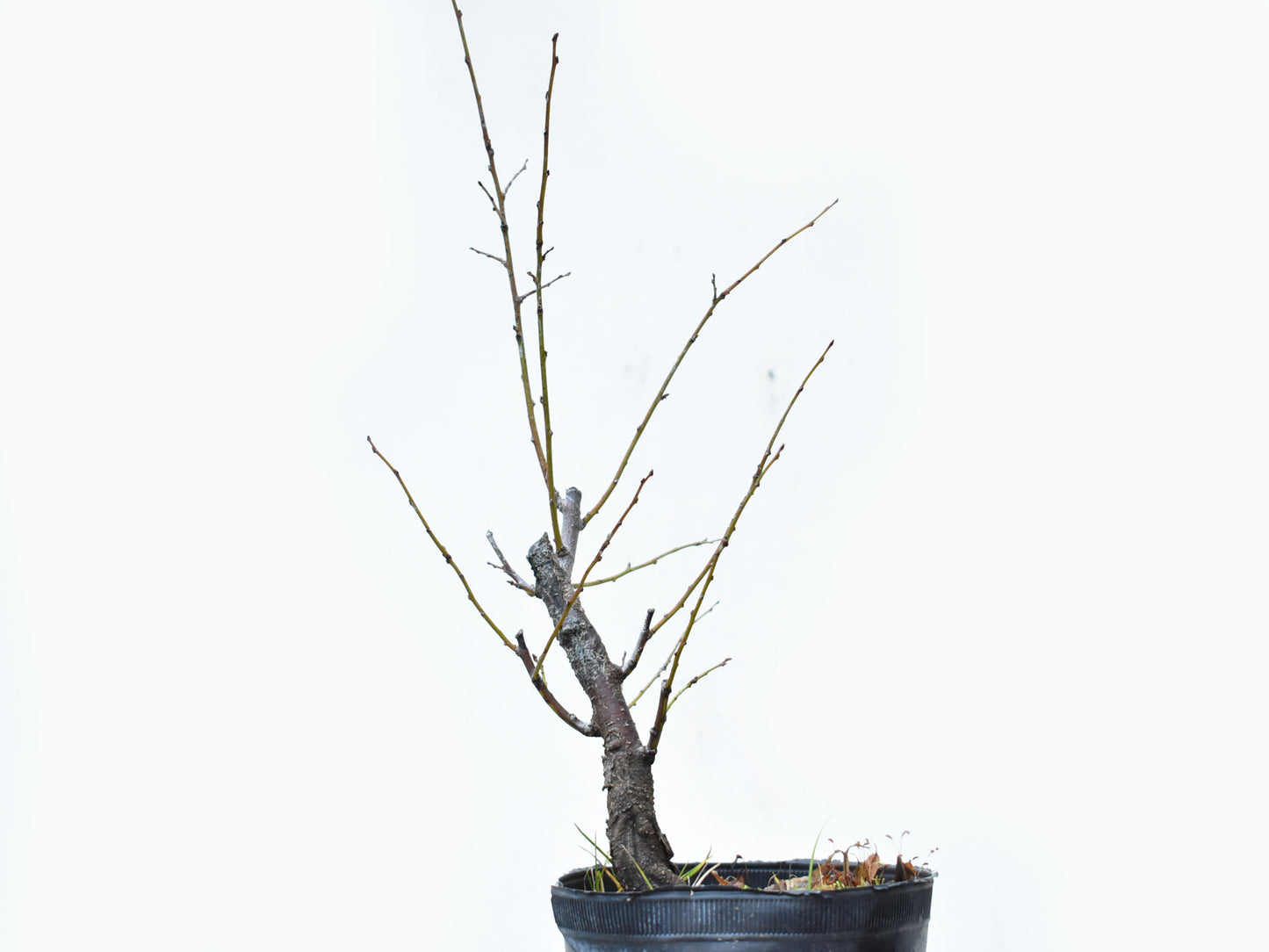 ENDRINO (Prunus Spinosa)