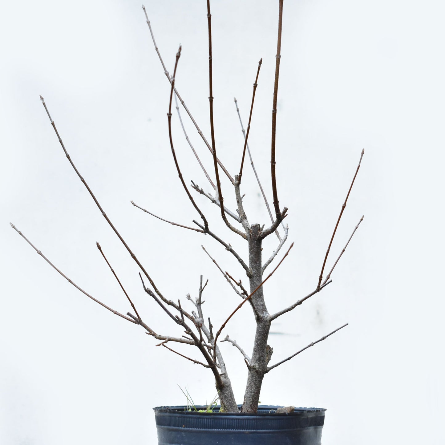 ARCE TRIDENTADO (Acer Buergerianum)
