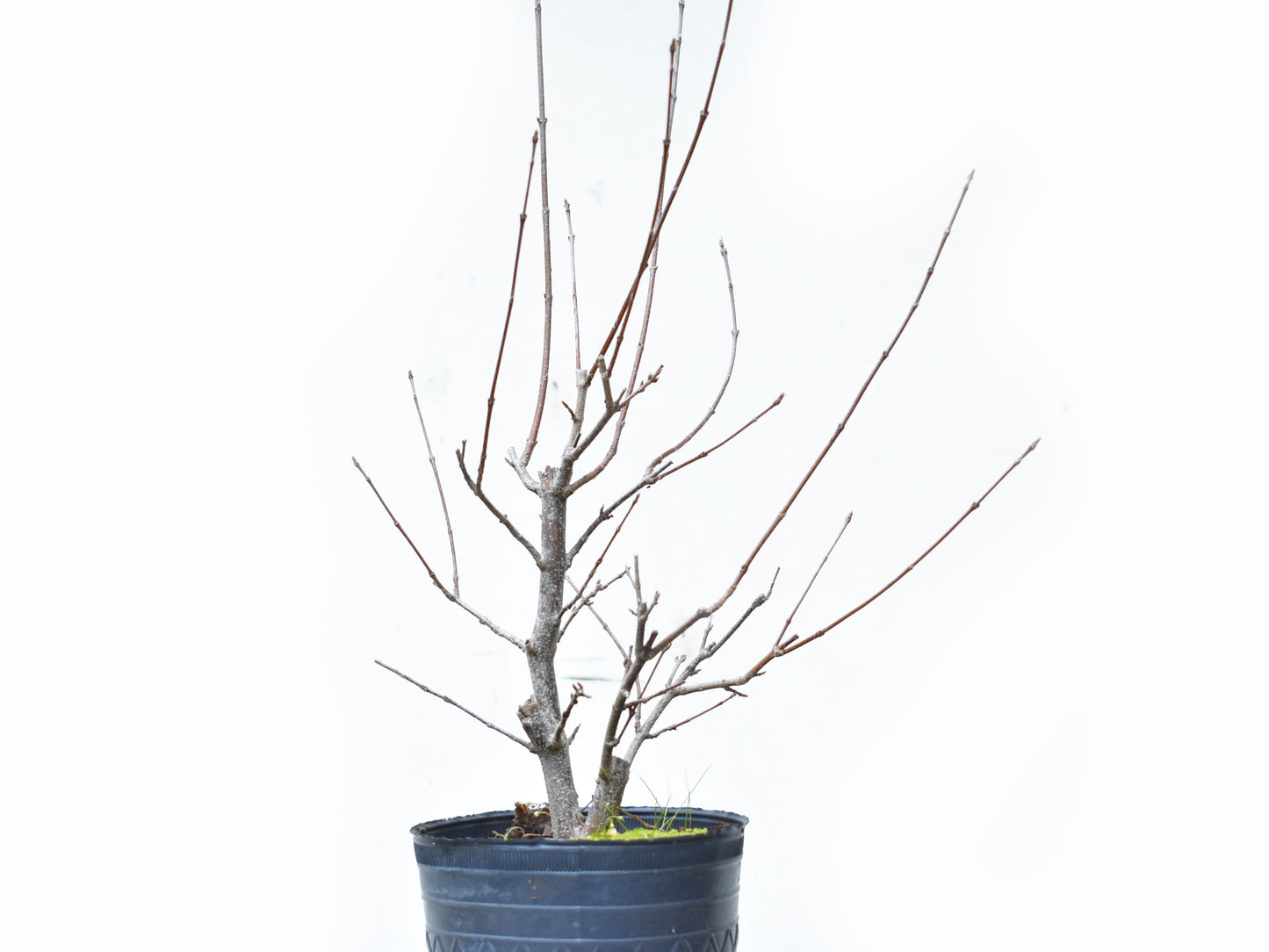 ARCE TRIDENTADO (Acer Buergerianum)