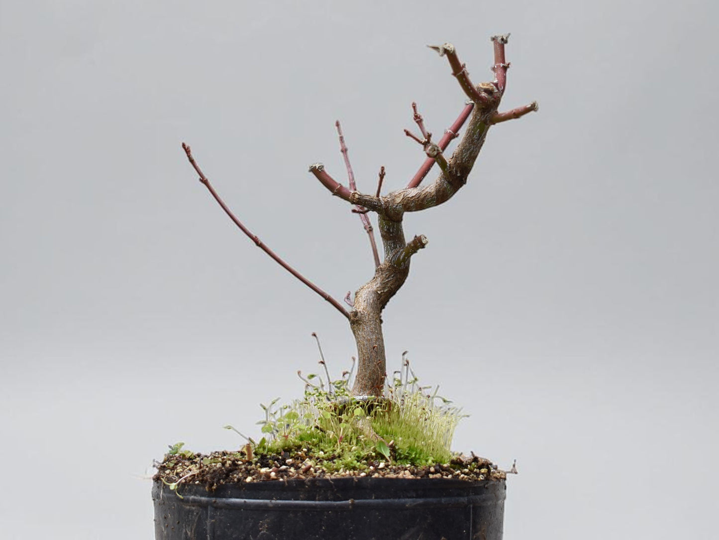 ARCE JAPONES (Acer Palmatum)