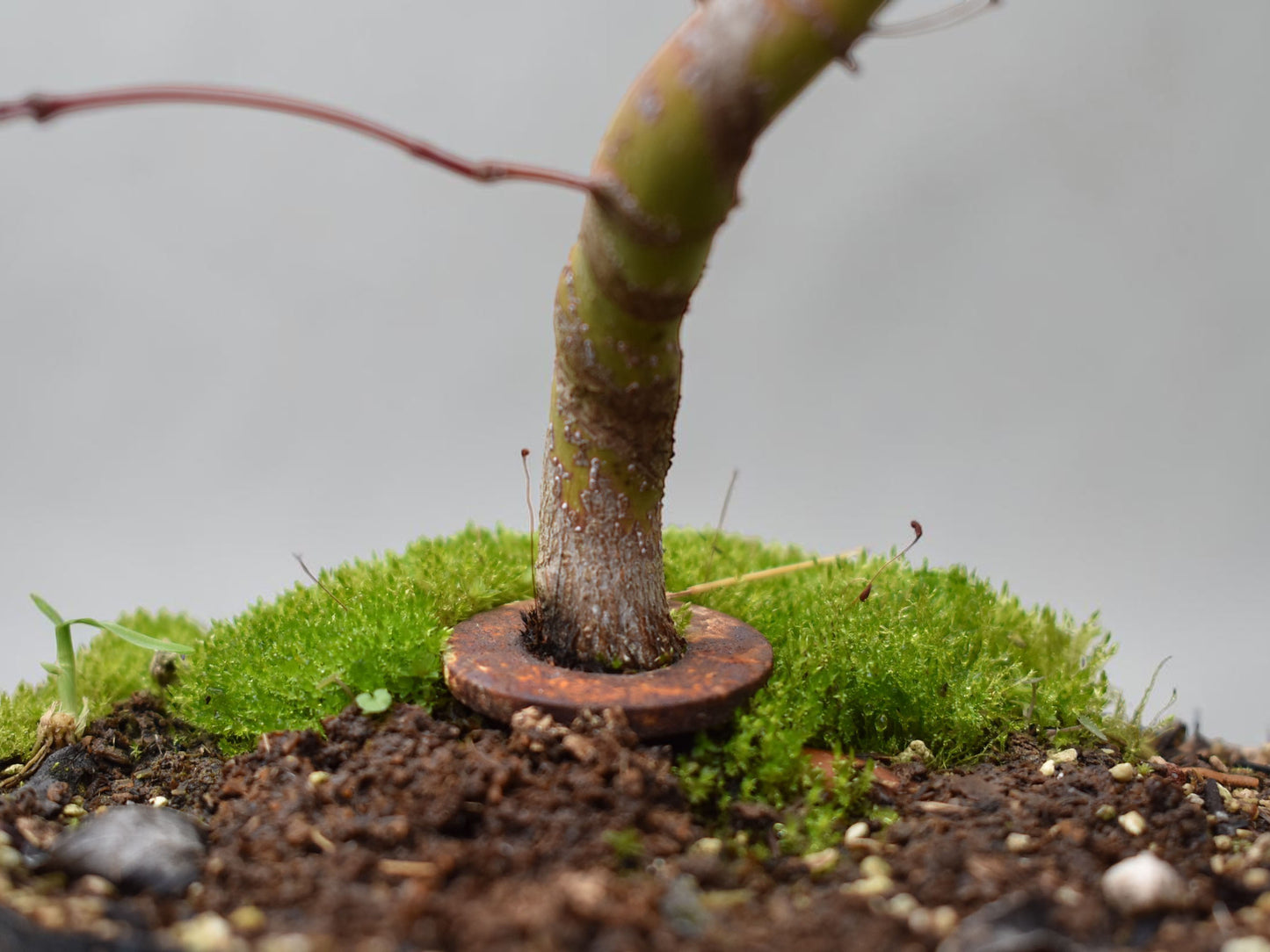 ARCE JAPONES (Acer Palmatum)