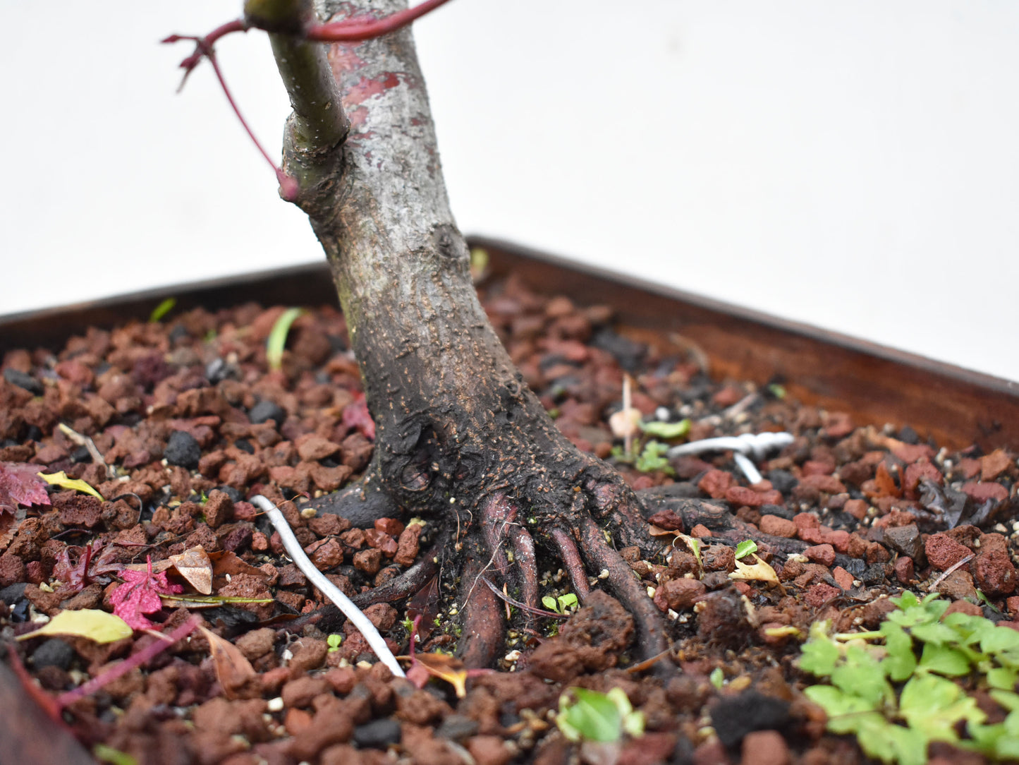 ARCE JAPONES (Acer Palmatum)