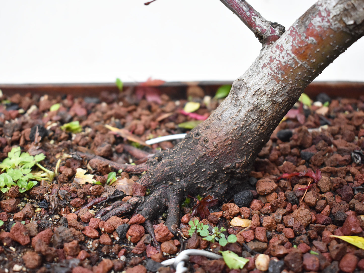 ARCE JAPONES (Acer Palmatum)