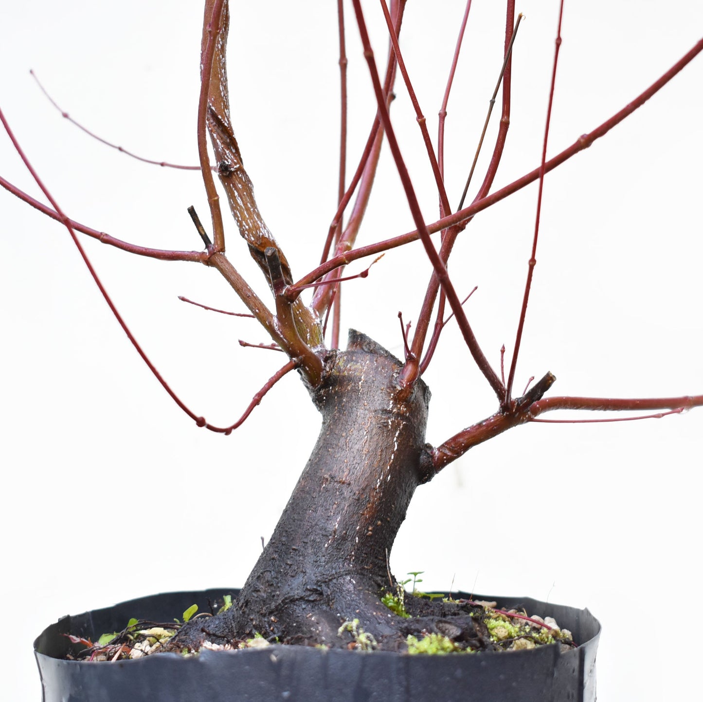 BASE DE ARCE JAPONES (Acer Palmatum)